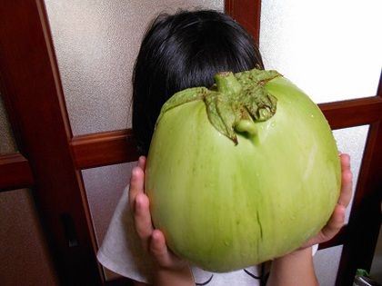 大きなナス(ﾟДﾟ;)‼