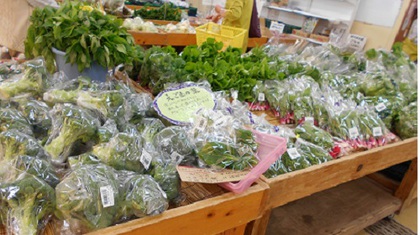 青朴葉入荷‼