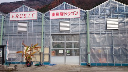 奥飛騨産　ドラゴンフルーツ！