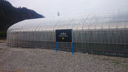 奥飛騨産！ガン封じに!!パパイヤ茶★