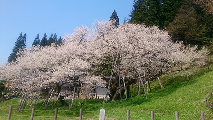 本日の臥龍桜✿