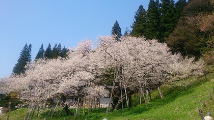 本日の臥龍桜✿