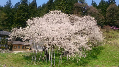 本日の臥龍桜✿