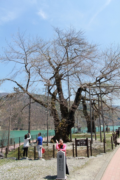 荘川桜