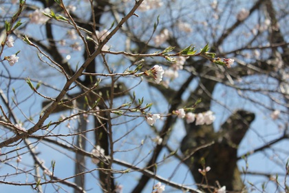 荘川桜