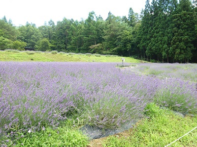 ひだ清見ラベンダー公園で(^^)