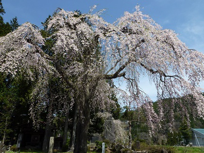 桜めぐり②