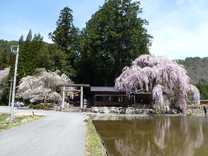 桜めぐり②