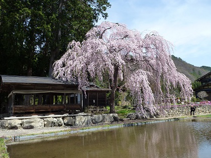 桜めぐり②