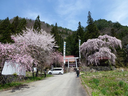 桜めぐり②