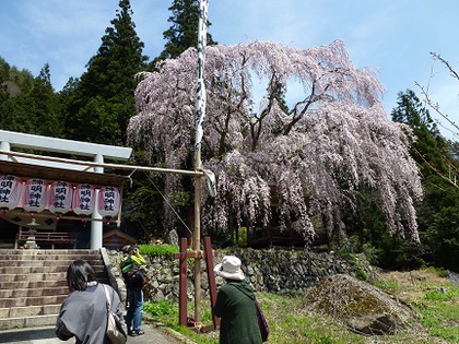 桜めぐり②