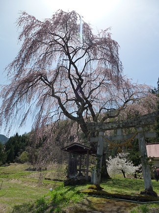 桜めぐり②
