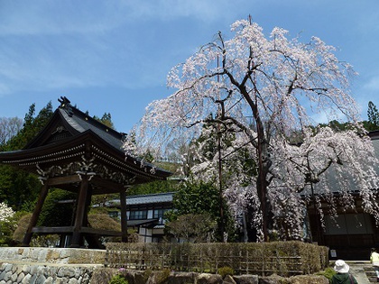 桜めぐり②