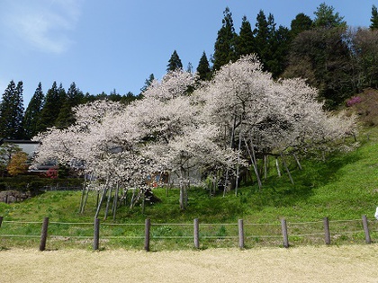 桜めぐり①