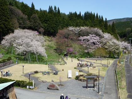 桜めぐり①