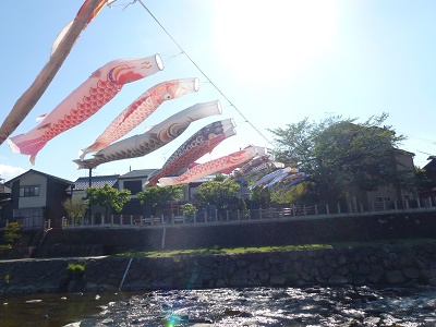 宮川の鯉のぼり☆