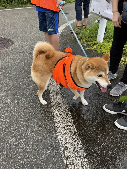 オレンジワンちゃん