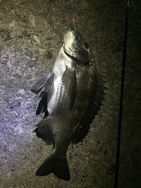 たまには釣りネタ、良型黒鯛獲ったどーー！ 2016/04/11 08:51:20