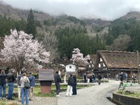 白川郷は桜満開、観光客満杯