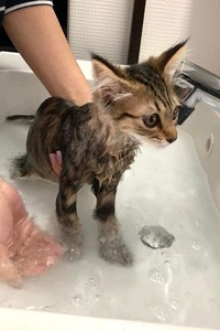 ペットに炭酸風呂が良いワケ