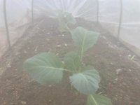 刈りもりと植え替えと