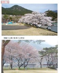 萩原の桜めぐり3