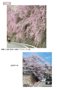 萩原の桜めぐり4