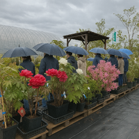 植木即売会最終日です☂️
