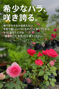 明日から植木即売会です 2025/05/02 12:23:01