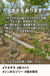 植木即売会3日目 2025/05/05 08:00:00