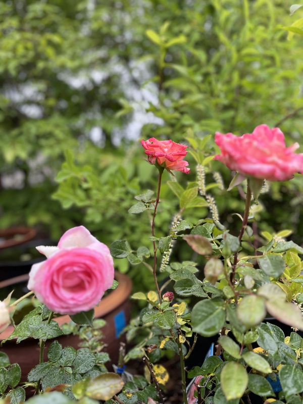 明日から植木即売会です