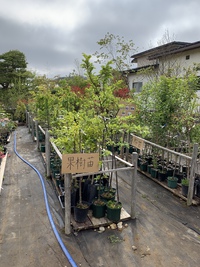植木市3日目です 2021/05/04 08:20:53