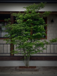花壇完成しました 2021/05/31 10:20:37