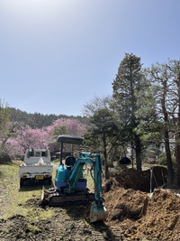 赤松の根巻きをしてます 2023/04/13 12:27:37