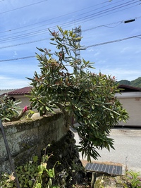 移植のお手伝いです 2022/06/13 12:45:15