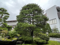 お庭の手入れ 2022/09/07 16:25:05