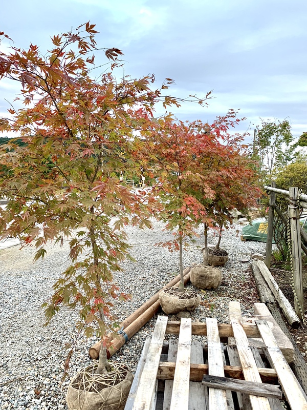 紅葉の秋ですね