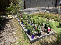 植木市やってまーす 2023/04/29 08:58:47