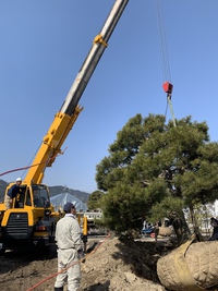 松の移植できました 2022/03/12 15:30:29