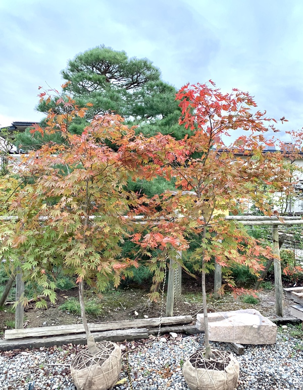 紅葉の秋ですね