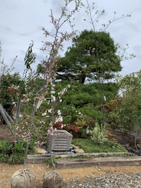 植木市最終日です 2021/05/05 08:22:22
