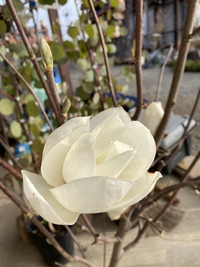 白の花が〜!! 2021/03/31 07:02:32