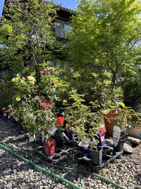 バラが花開いてきました 2024/05/18 11:12:03