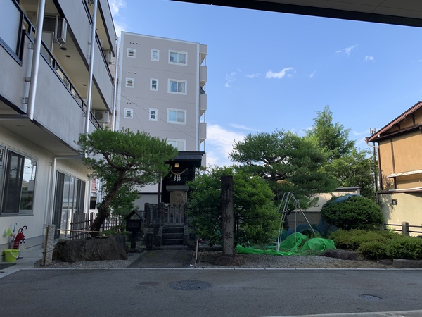 松の手入れ中