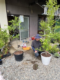 鉢植えにもします 2023/05/13 09:53:37