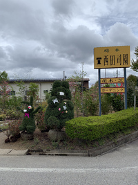植木市開催中です 2021/05/02 12:37:40