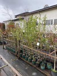 桜の苗木、各種！ 2021/04/18 08:35:14