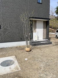 植栽しました 2023/04/15 11:05:25