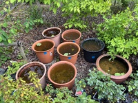 蓮の芽 2024/07/18 21:56:53