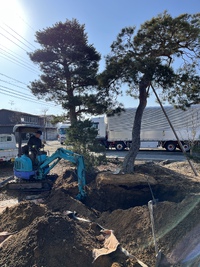 松の根巻きしてます 2023/03/04 10:04:40